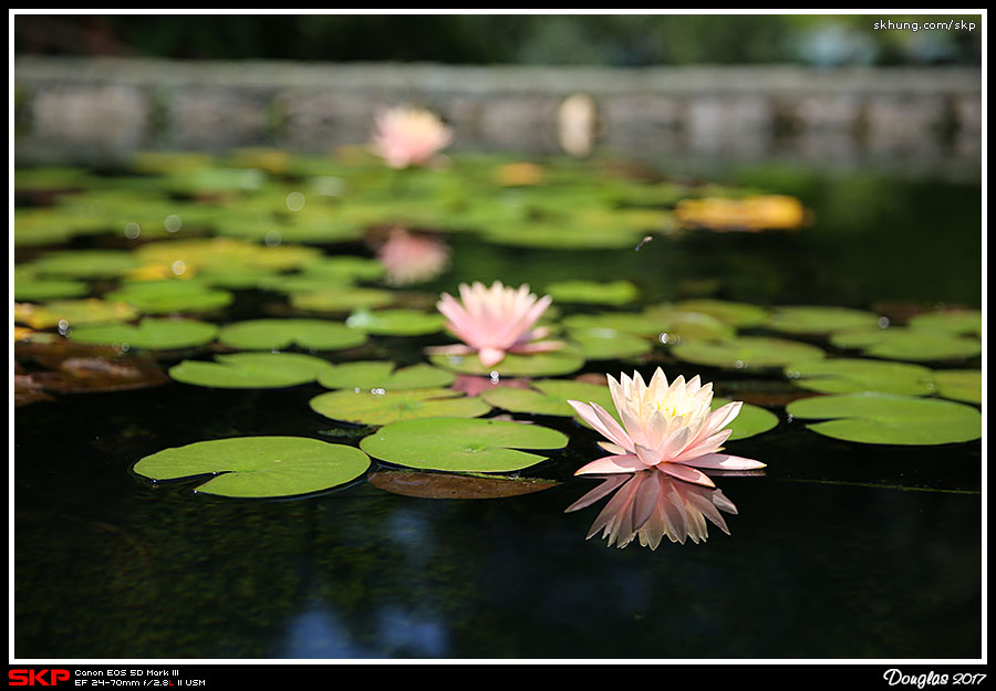 蓮花