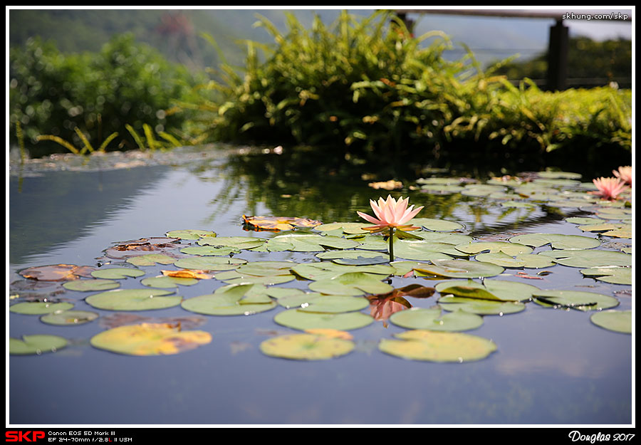 蓮花