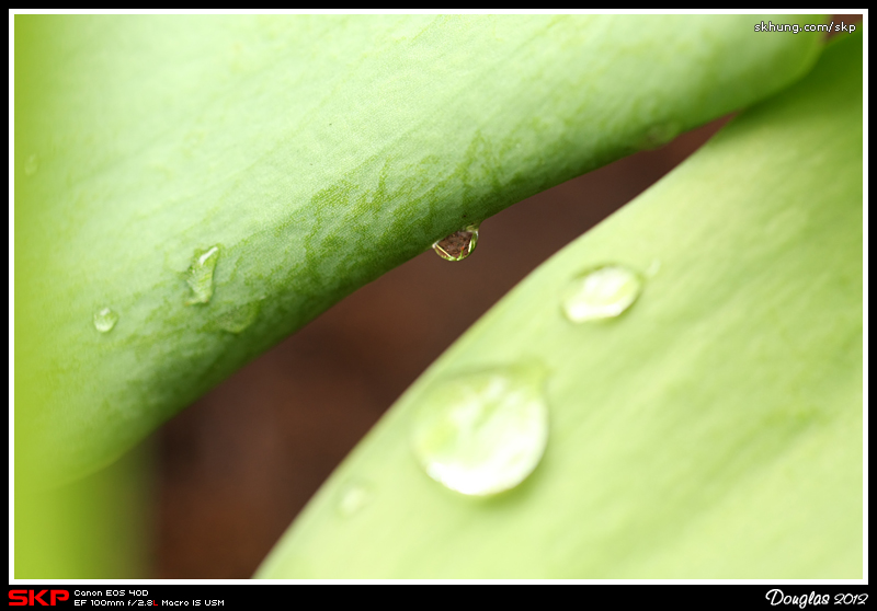 水珠