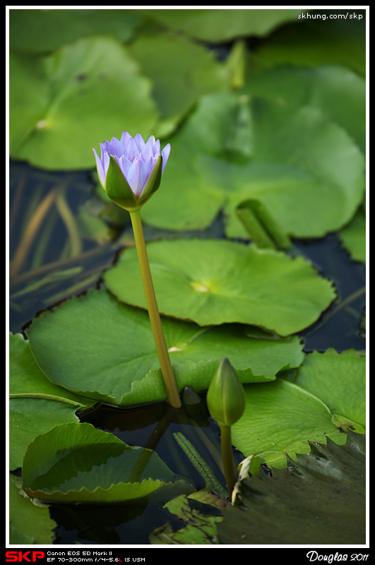 蓮花