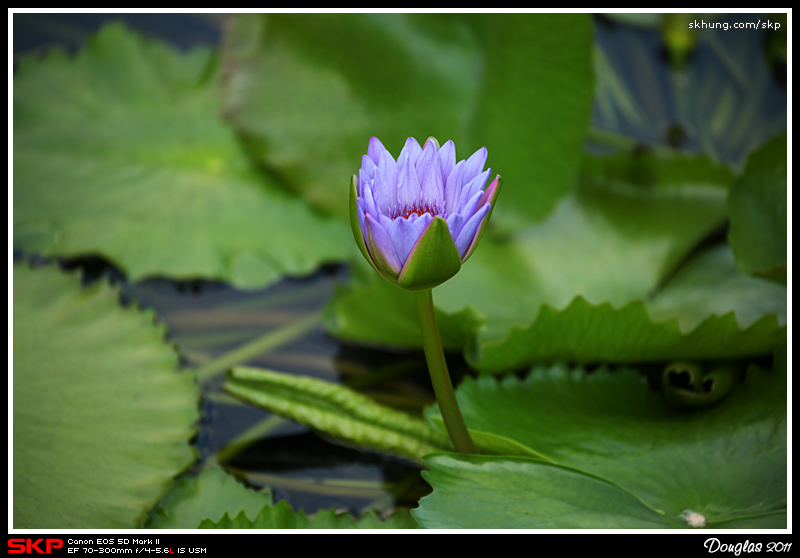 蓮花