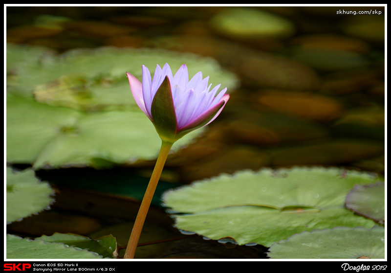 蓮花