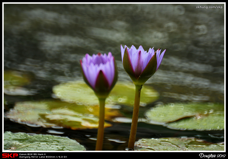 蓮花