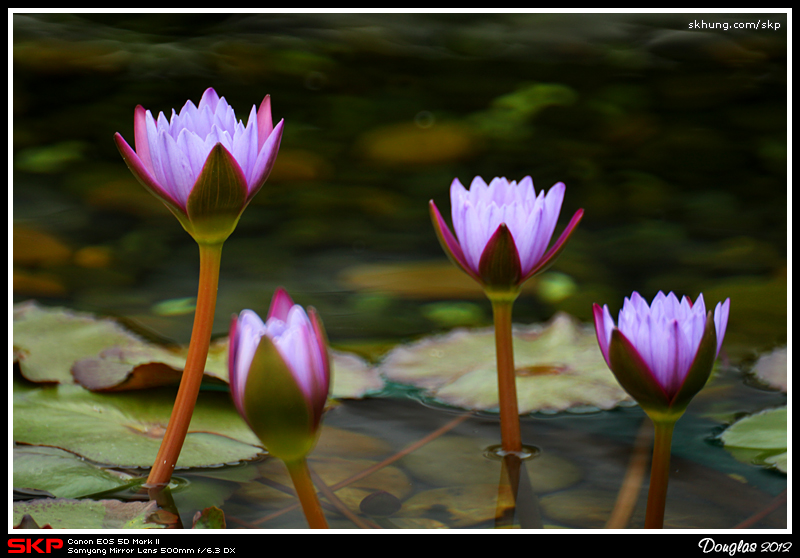 蓮花